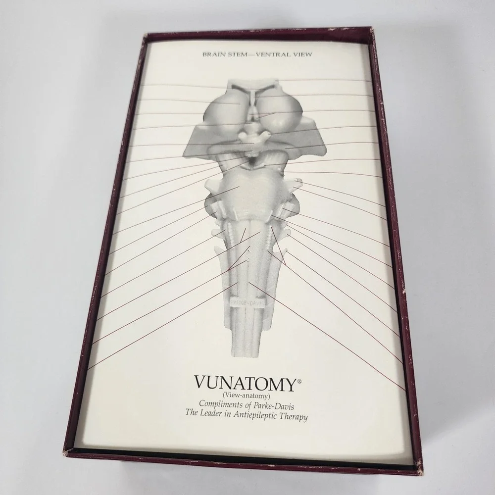 Vintage Parke-Davis VUNATOMY Brain Stem Anatomical Model w/ Box & Fold-Out Guide
